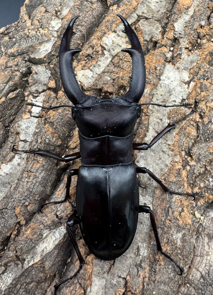 【WD】《マンディブラリスフタマタ 93.5mm ペア》