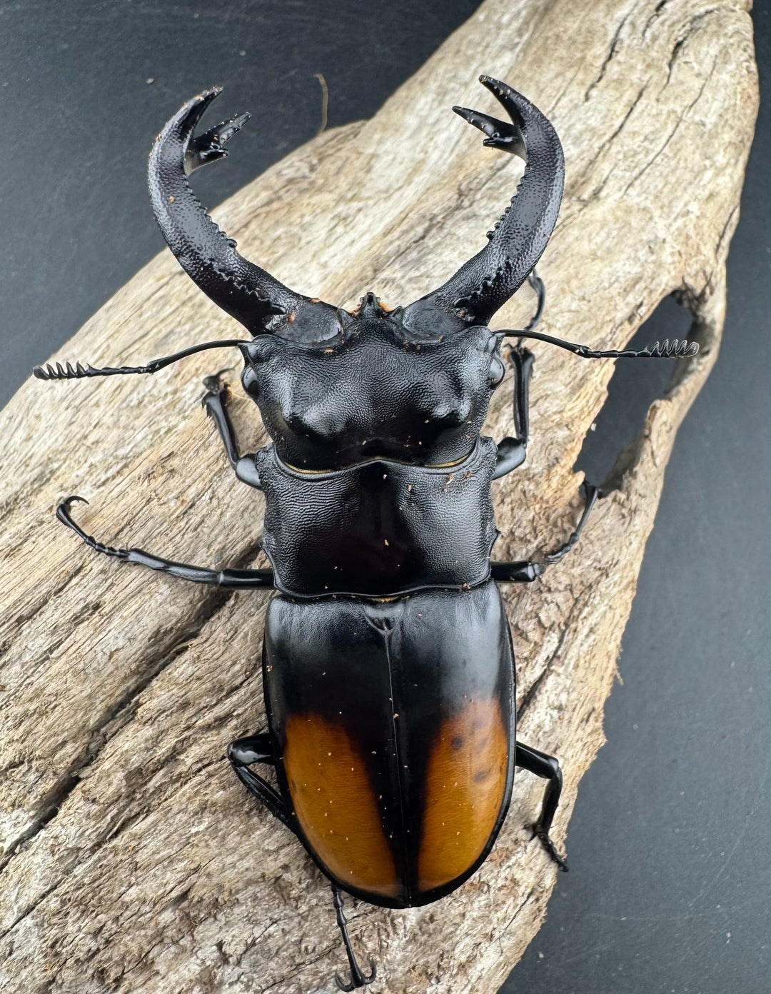 【WD】《セアカフタマタ（パリーフタマタ） 83mm A´品ペア