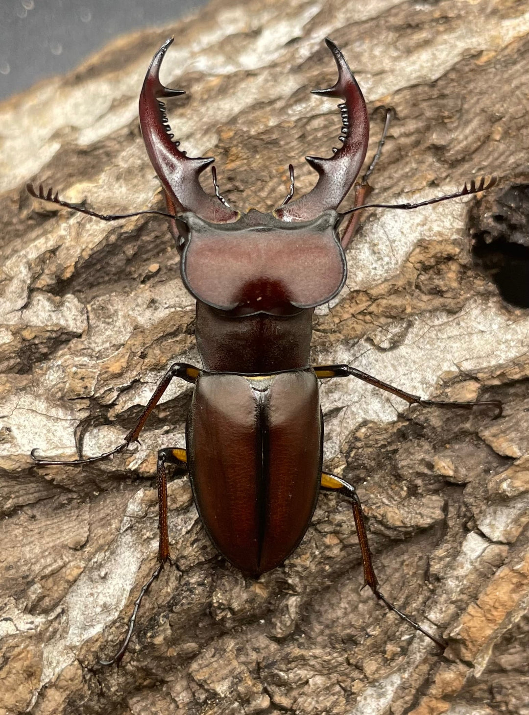 【WD】《ヒメミヤマクワガタ大陸亜種continentalis 49mm ペア》