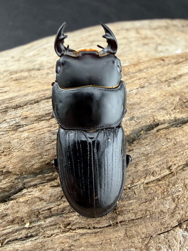 《スキットオオクワガタ 31mm ペア》