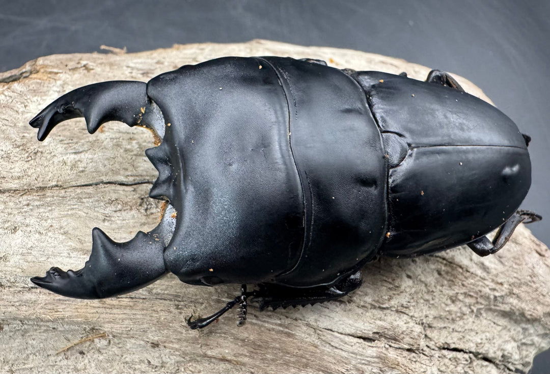 【WD】《アルキデスヒラタ ベンクール産 81mm 胸幅35mm  ペア》