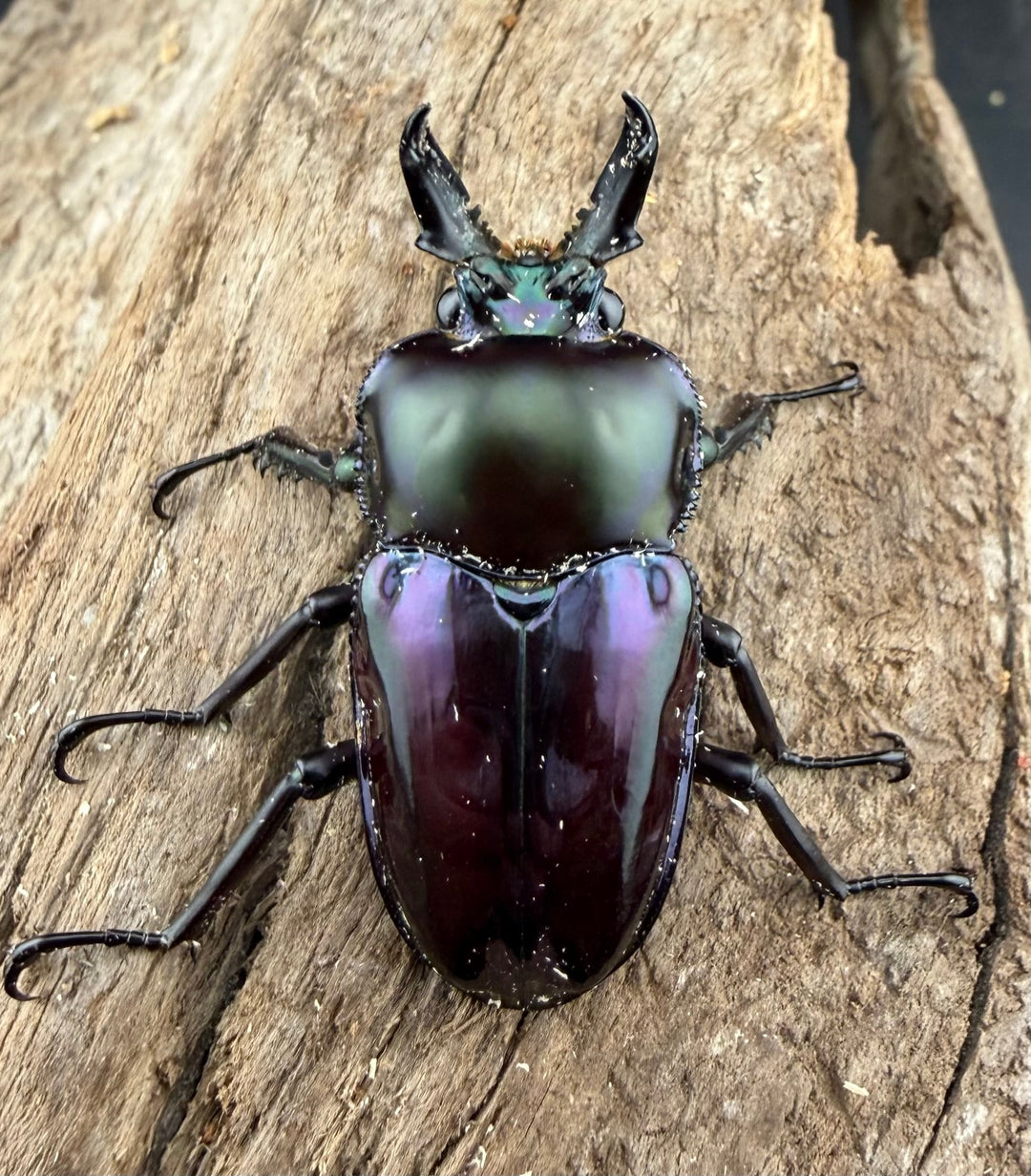 《ニジイロクワガタ Free ♂単》