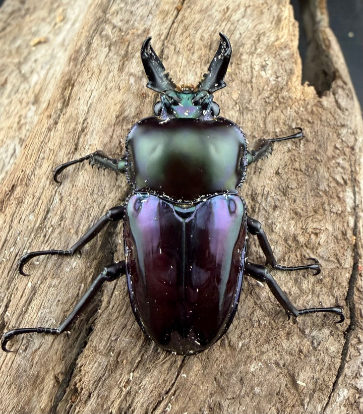 《ニジイロクワガタ Free ♂単》