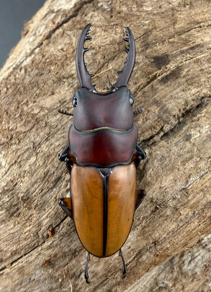 【WD】《ブルイジンノコギリ ペレン島産 40mm ペア》