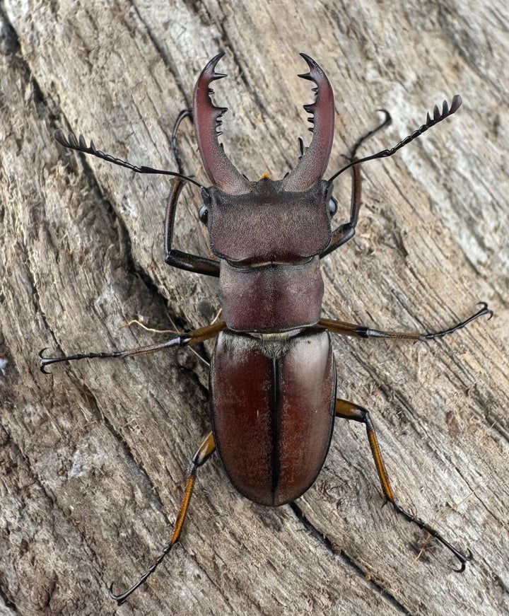 【WD】《ウーイーミヤマクワガタ 33.5mm♂♀♀トリオ》