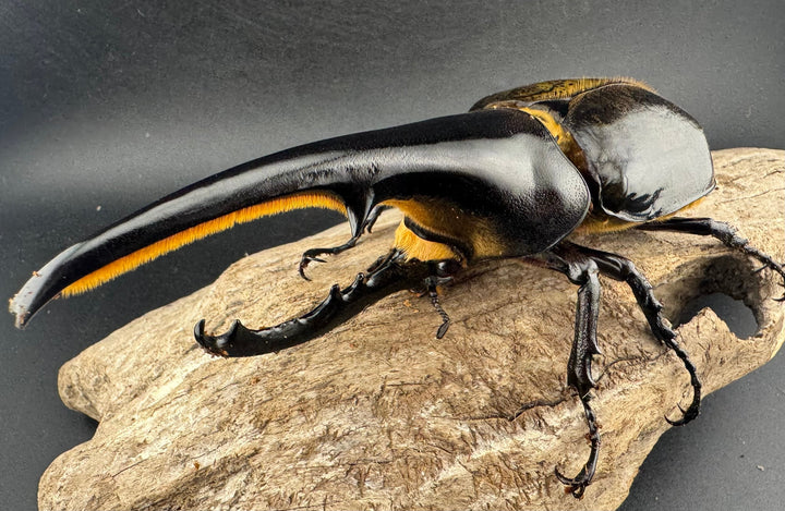 即ブリ《ヘラクレス・ヘラクレス 優良血統 139mm ペア》