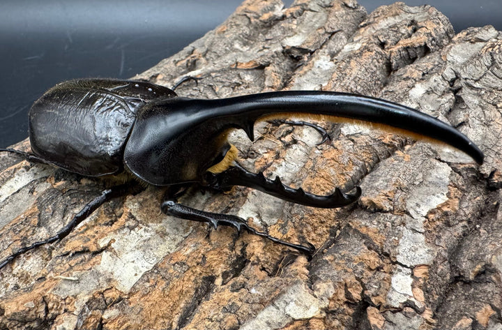 《ヘラクレス・ヘラクレス 125mm ペア》