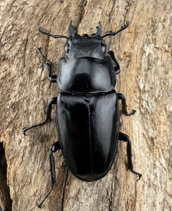 【WD】《 ギラファノコギリ原名亜種 ラオス産 90mm ペア》