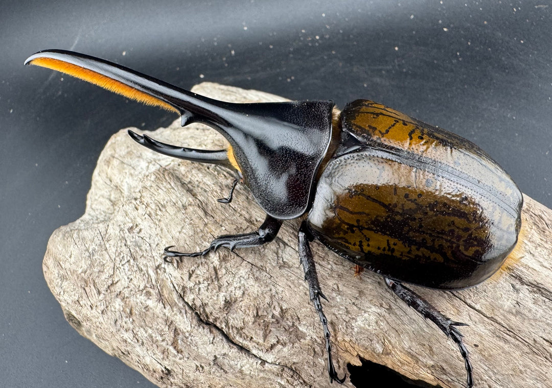 《 ヘラクレス・モリシマイ 煌血統アウトライン 110mm ペア》inohiro109氏ブリード個体