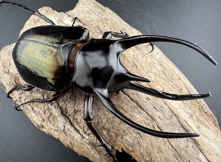 【WD】《ジャワコーカサスオオカブト 104mm ペア》