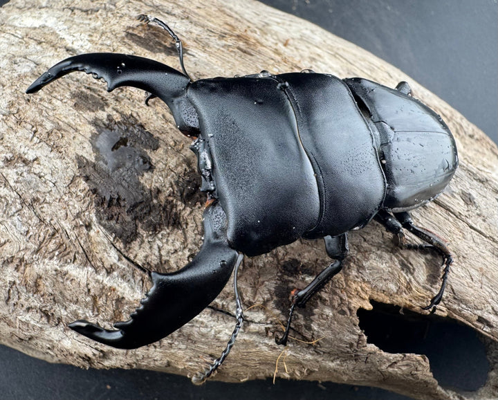 【WD】《スマトラオオヒラタ ベンクール産 77mm ペア》