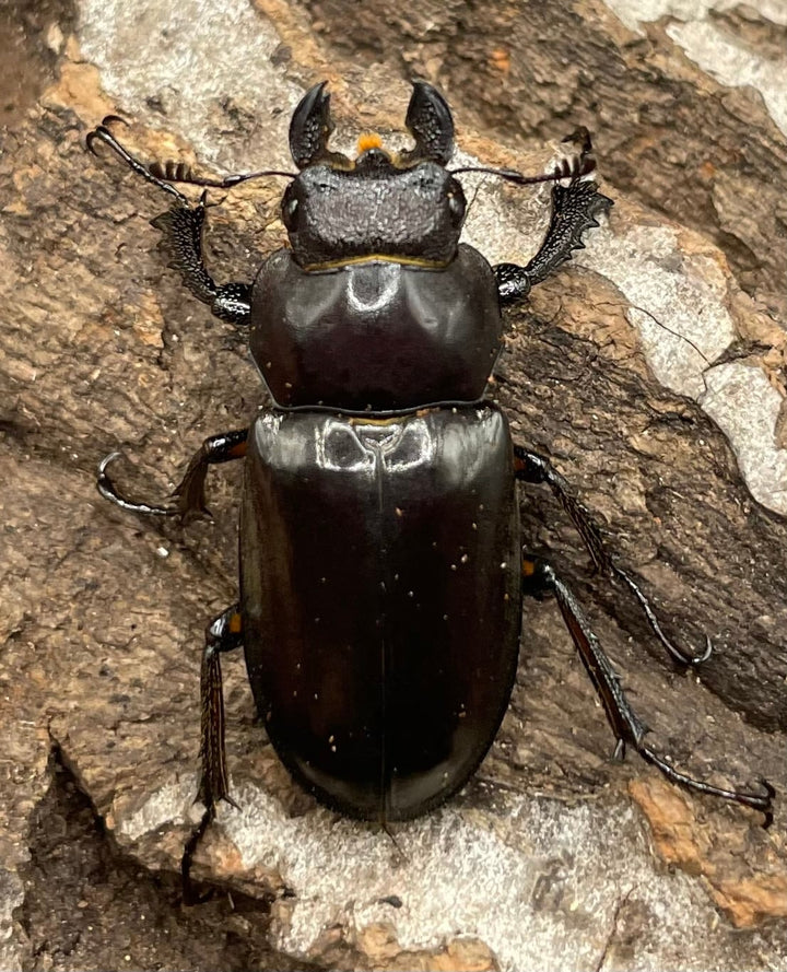 【WD】2018新種記載《ジュシャンミヤマ 60mm ペア A’品》