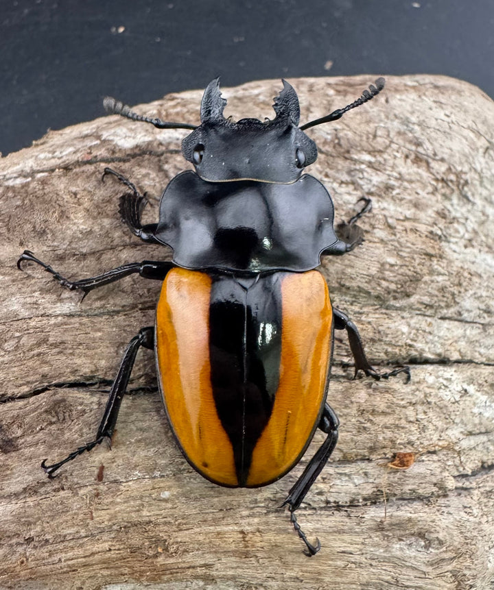 【WF1】《ボーレンホーベンツヤクワガタ 55mm ペア》