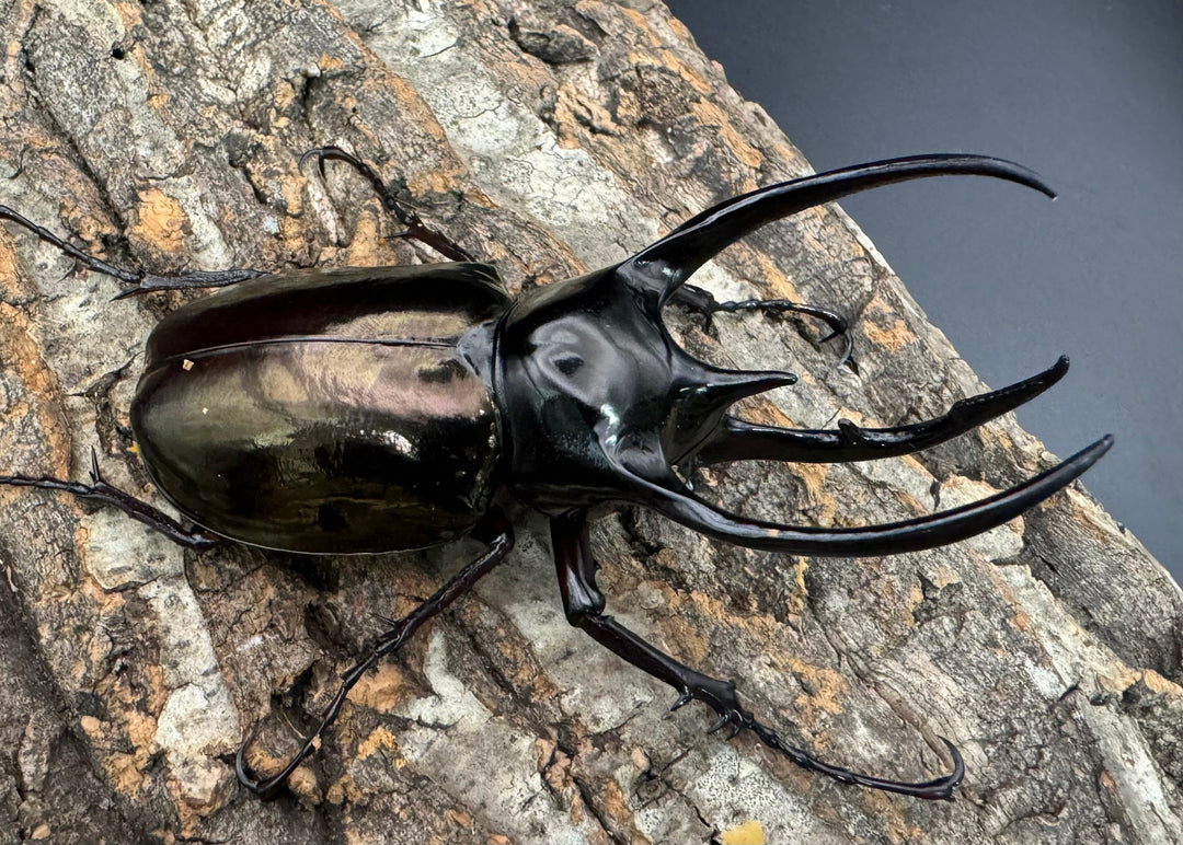 【WD】《ジャワコーカサスオオカブト 103mm ペア》