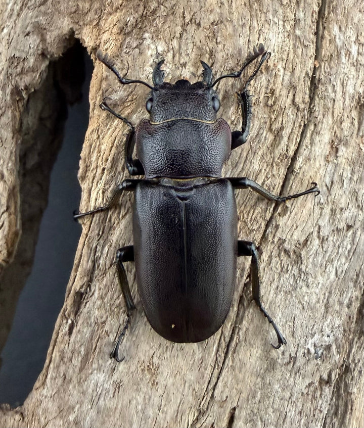 《メタリフェルホソアカ亜種finae 65mm ペア》