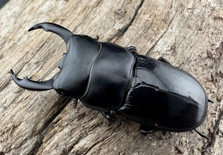 【WD】《ドルクス ティティウス チベット産 44mm ペア》