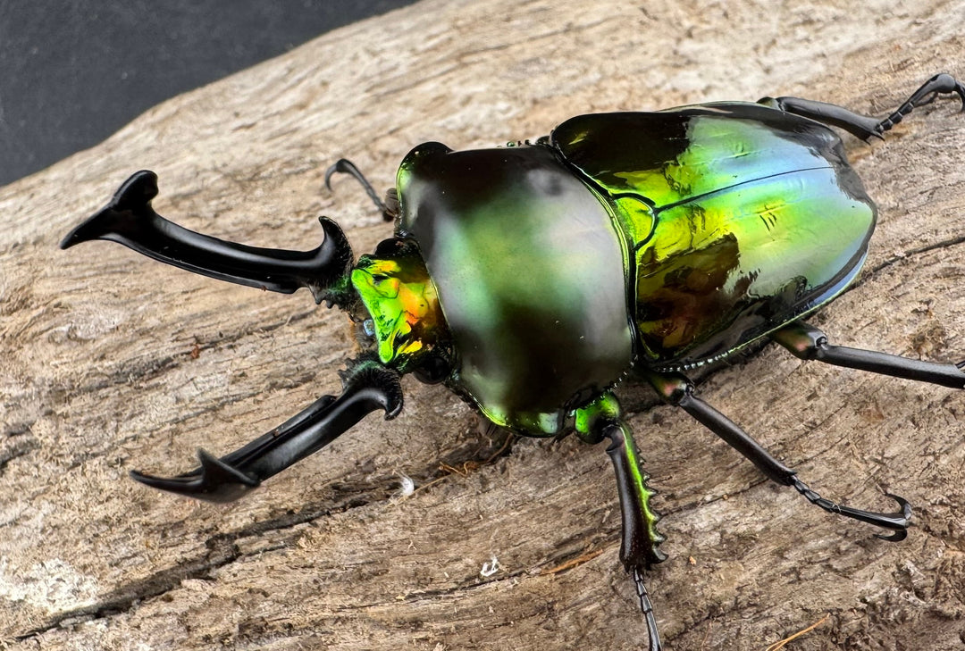 《ニジイロクワガタ 59mm ペア》