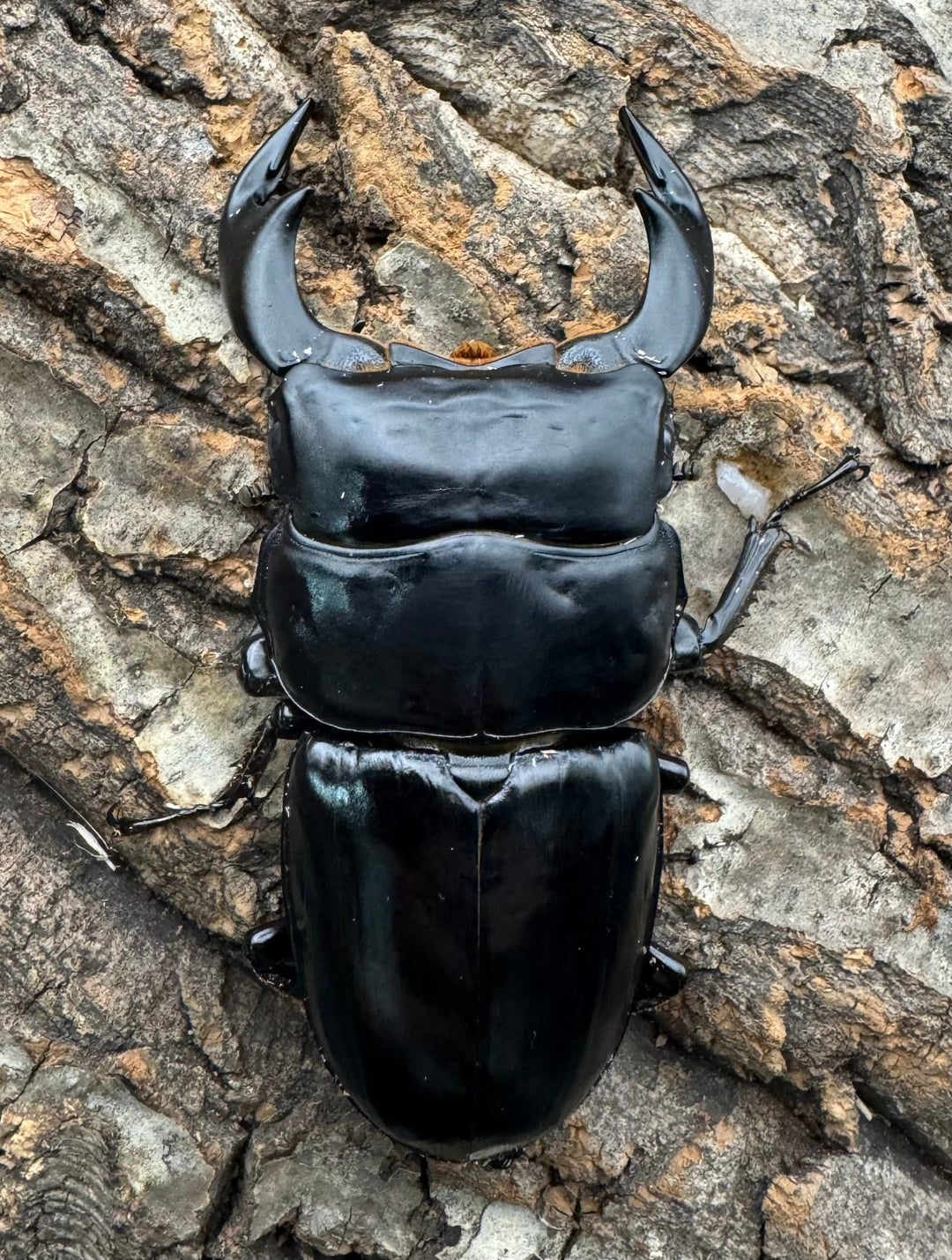 《インドアンタエウス サディア産 82mm ペア》