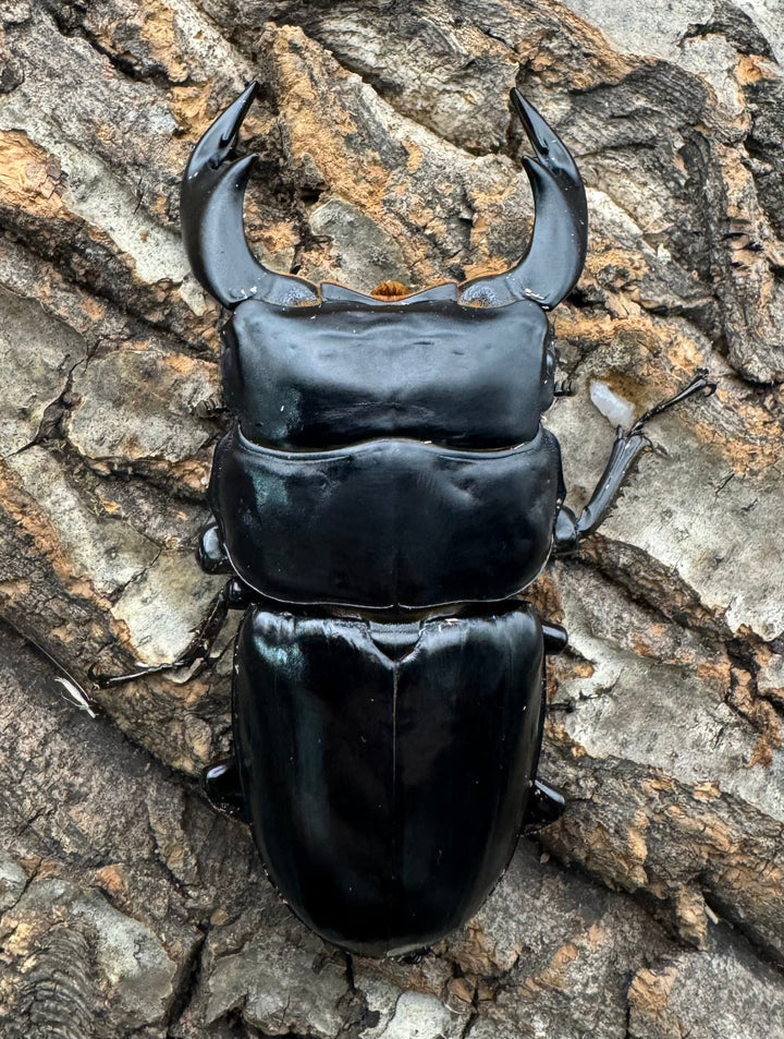 《インドアンタエウス サディア産 82mm ペア》