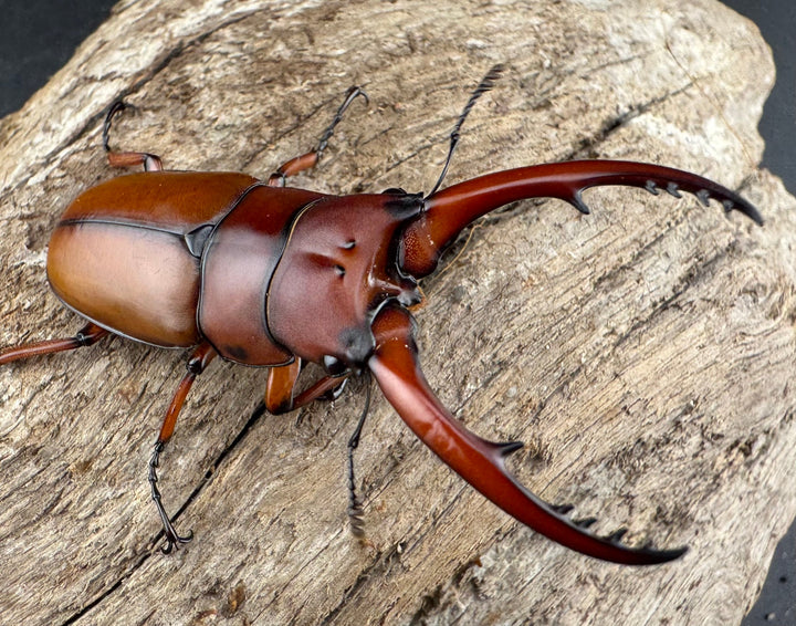 【WD】《アスタコイデス亜種fraternus ベトナム産 53mm ペア》