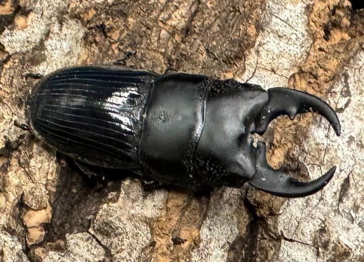 【WD】《フィリピンネブト Free ペア》