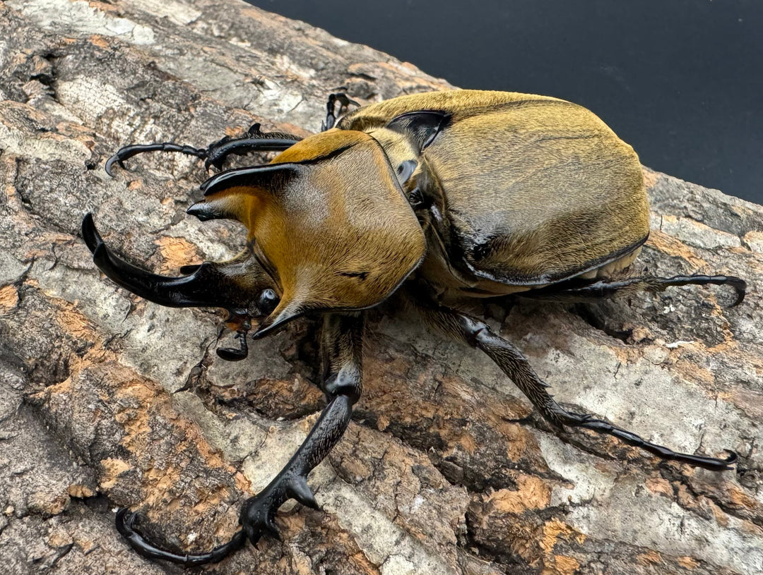 《ギアス ルンバッシャー 98mm ペア》