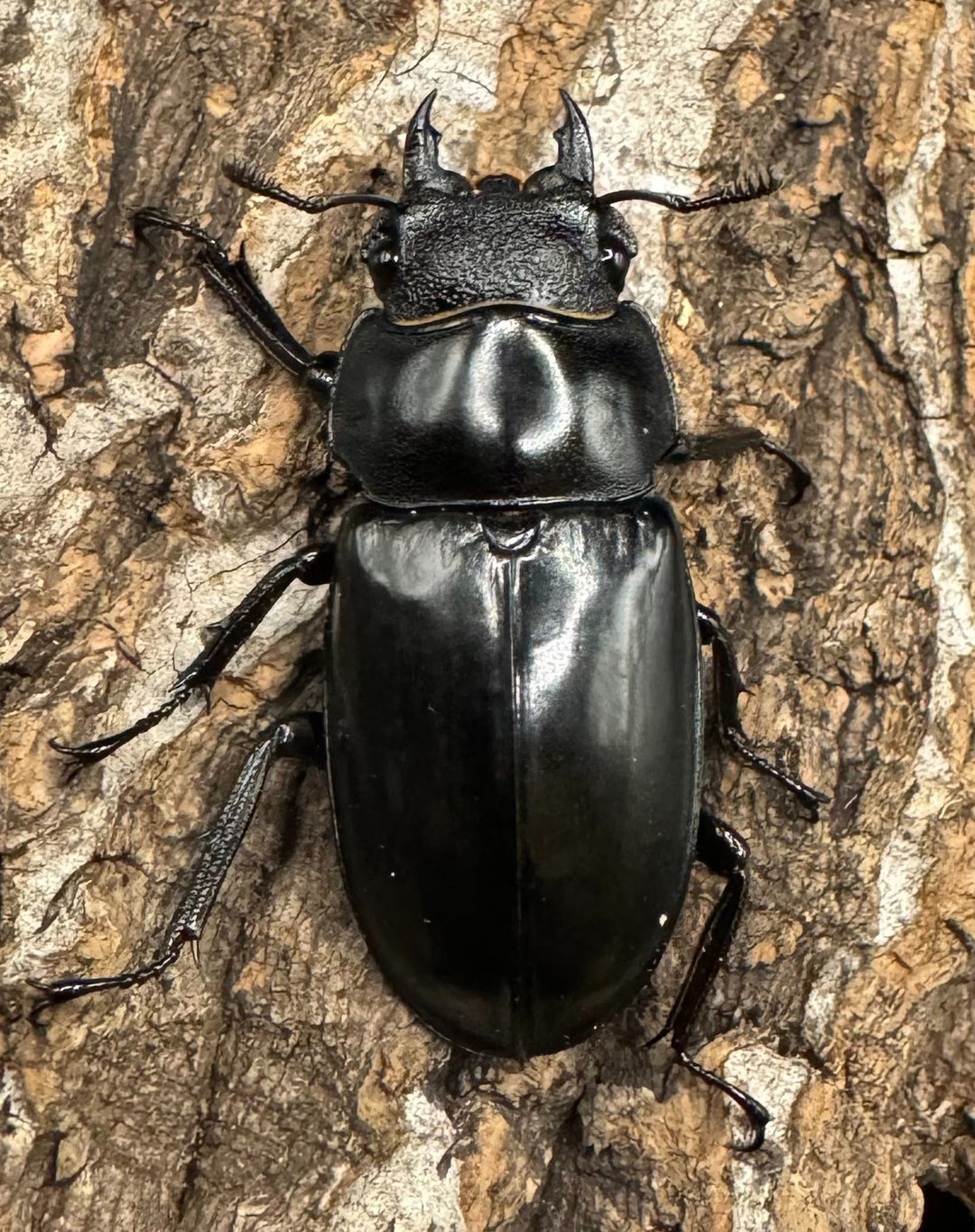 【WD】《セアカフタマタ（パリーフタマタ） 83mm ペア》