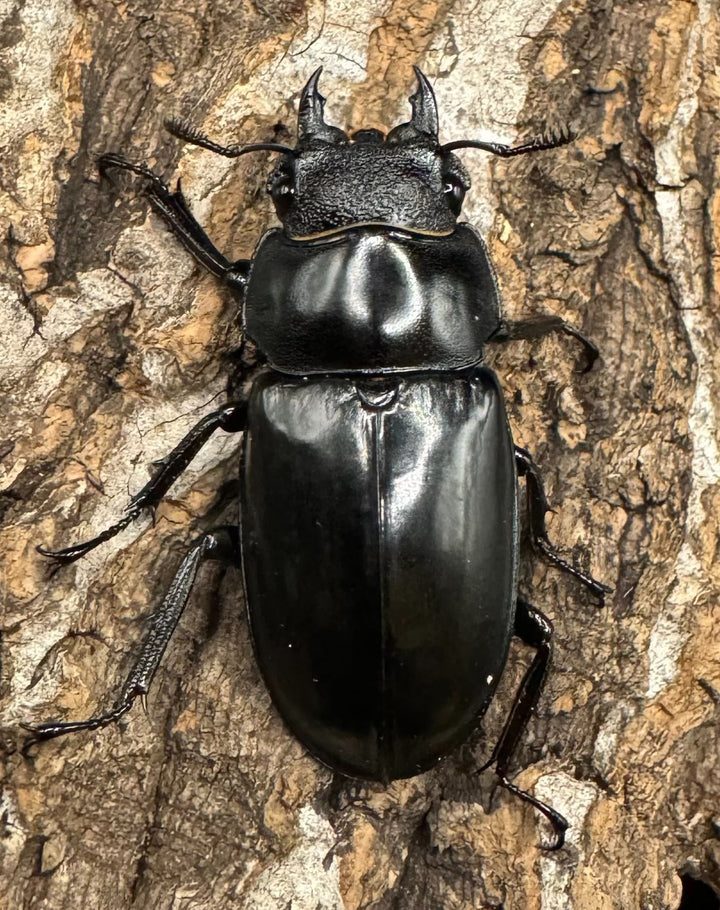 【WD】《セアカフタマタ（パリーフタマタ） 83mm ペア》