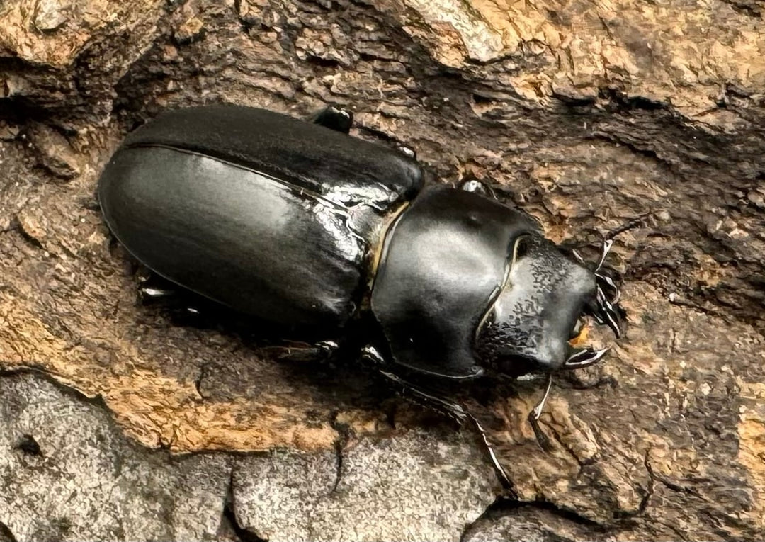 【WD】《ドルクス タオ 27mm B品ペア》