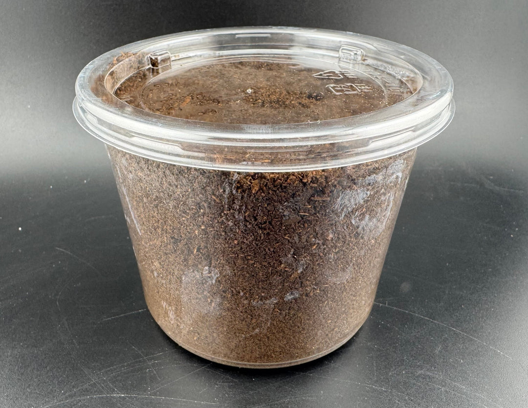 《ヘラクレス・ヘラクレス AG血統アウト 幼虫1頭》 inohiro109氏ブリード個体