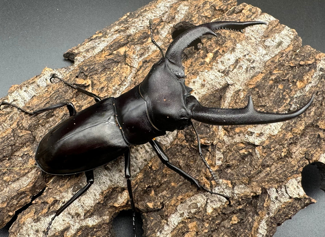 【WD】《マンディブラリスフタマタ 89.5mm ペア》