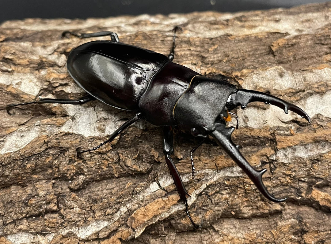 【WD】《アドゥンクスフタマタミャンマー北部亜種 66mm B品ペア》