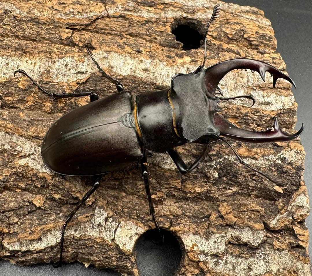 即ブリ《アクベシアヌスミヤマ 70mm ペア》