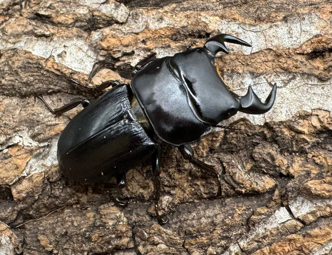 【WD】《ドルクス リンビン 38mm ♂♀♀トリオ》