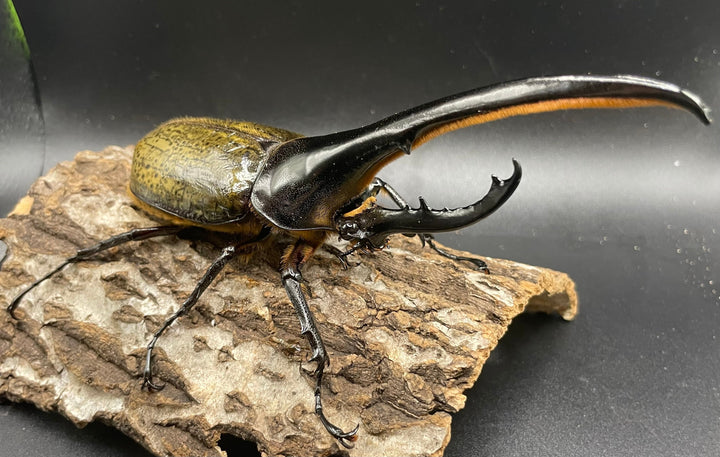 《ヘラクレス・ヘラクレス 147mm ペア》