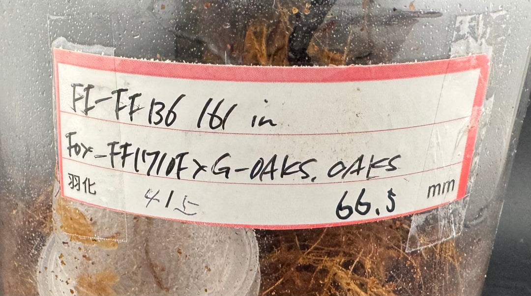 即ブリ《ヘラクレス・ヘラクレス 優良血統 139mm ペア》