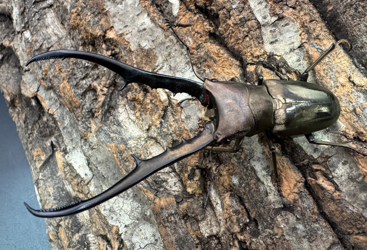 【WD】《メタリフェルホソアカ亜種finae 85mm ペア》