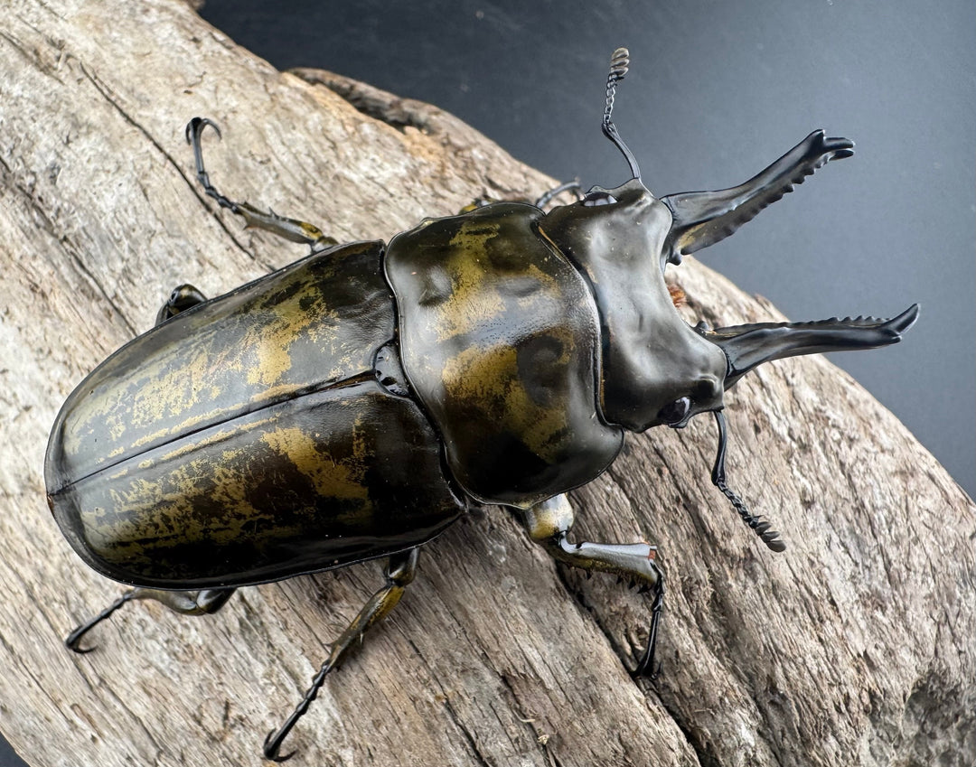 【F0】《ローゼンベルグオウゴンオニクワガタ 72mm ペア》