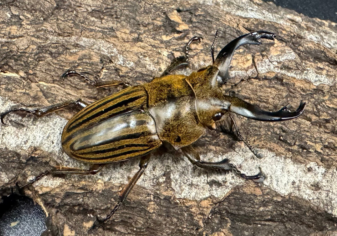 【WD】《ストリアータツヤクワガタ 45mm ペア》