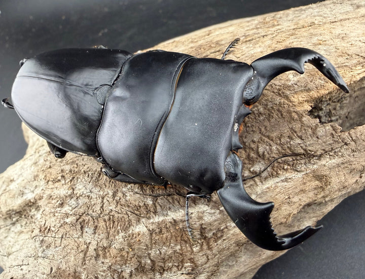 【WD】《ダイオウヒラタ 東ジャワ産 81mm ペア》