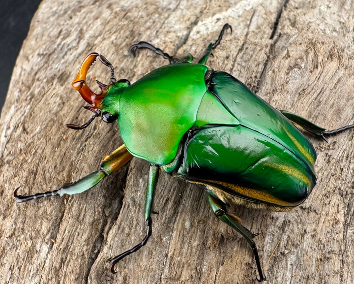 《シュルツサスマタカナブン（モルガンサスマタカナブン）Free ♂♀♀トリオ》
