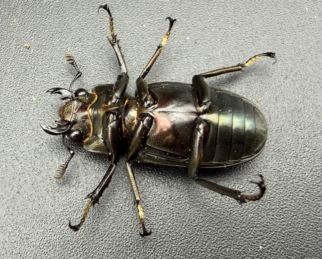 《メタリフェルホソアカ亜種イソガイ 76mm ペア》