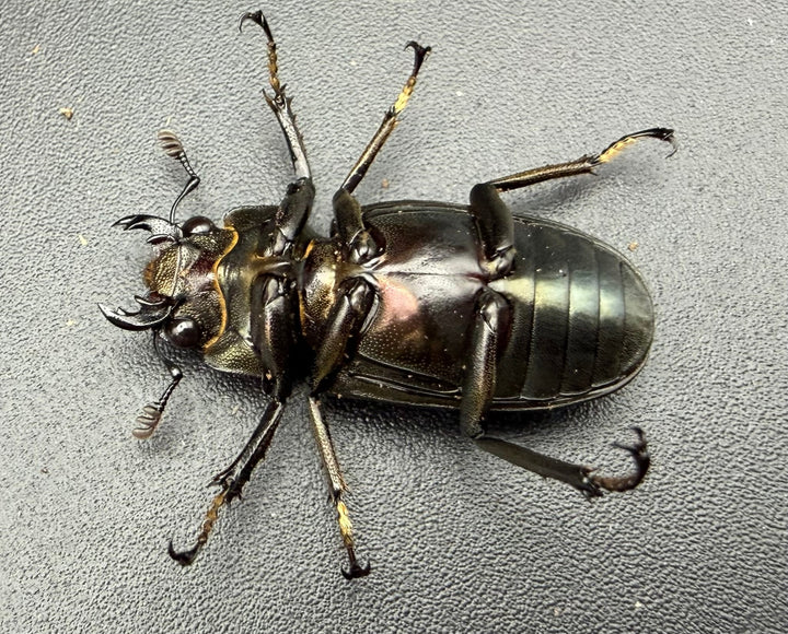《メタリフェルホソアカ亜種イソガイ 76mm ペア》