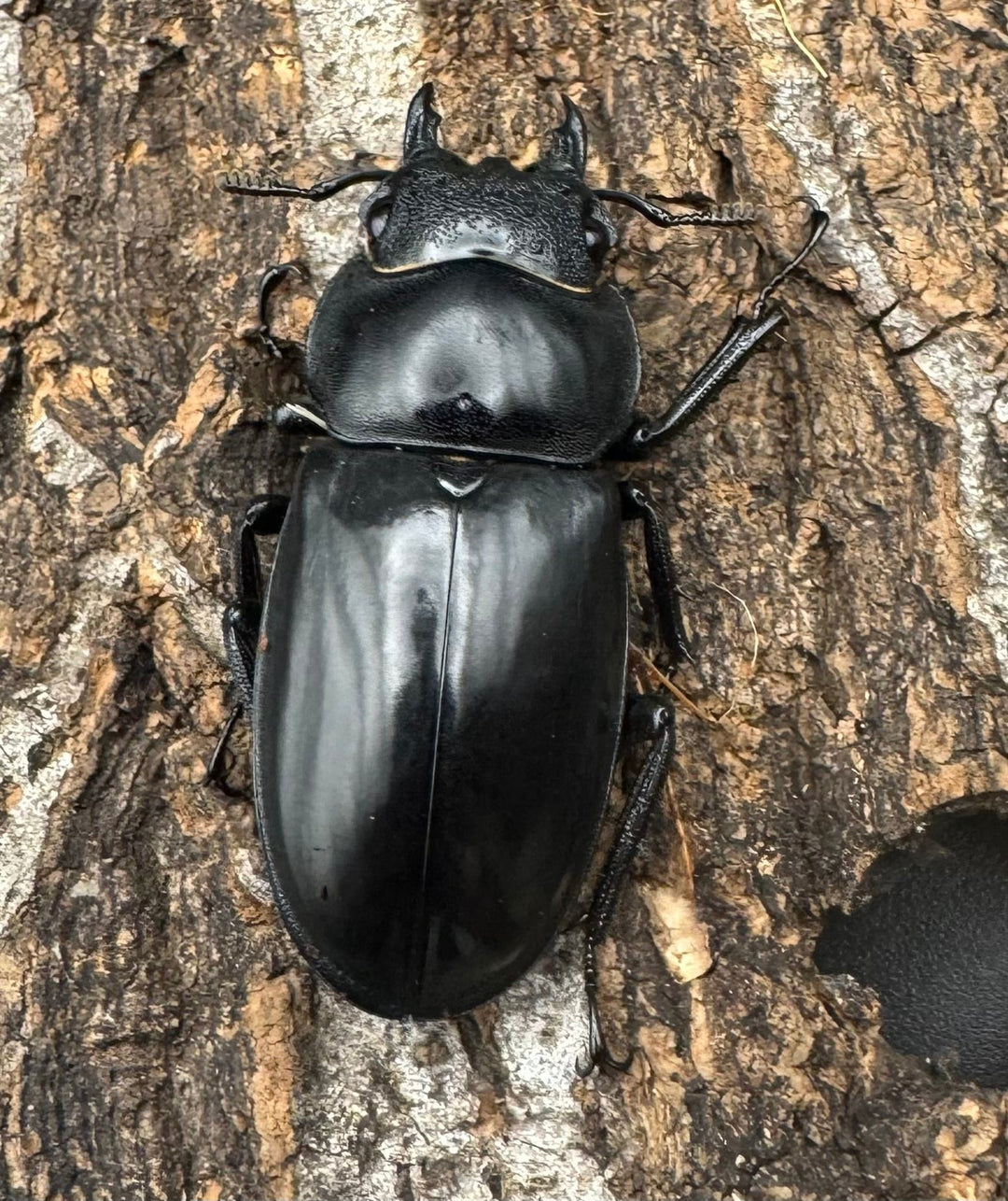 【WD】《マンディブラリスフタマタ 89.5mm ペア》