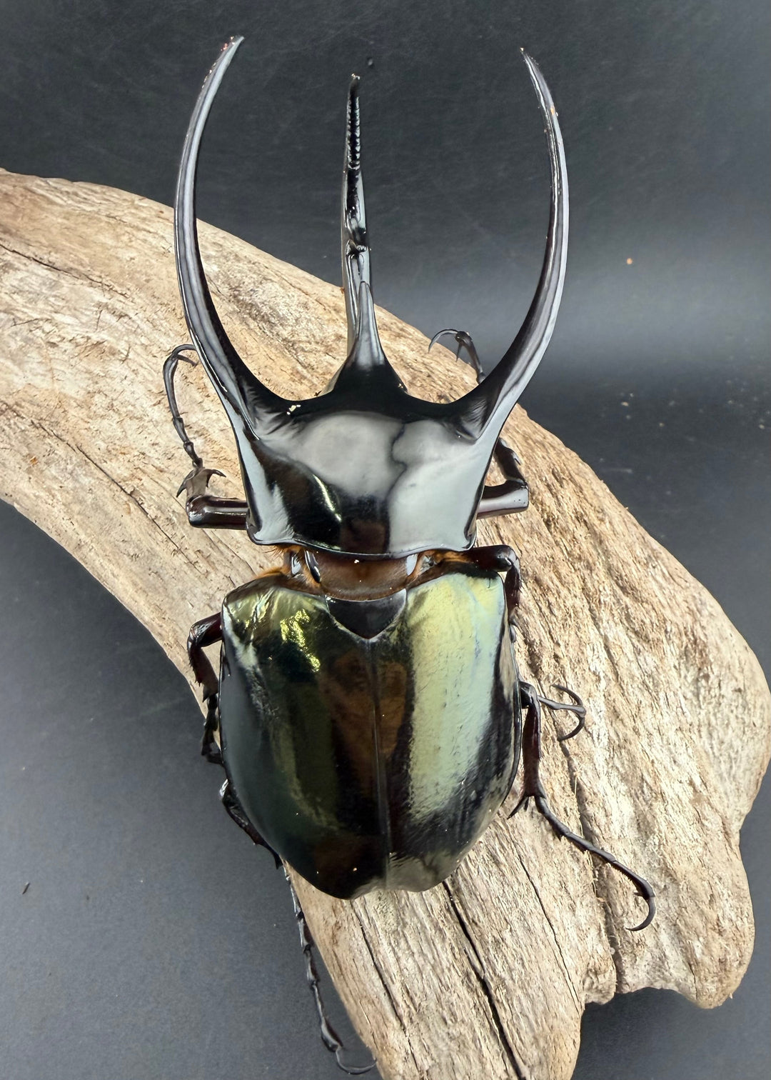 【WD】《ジャワコーカサスオオカブト 113mm A'品ペア》