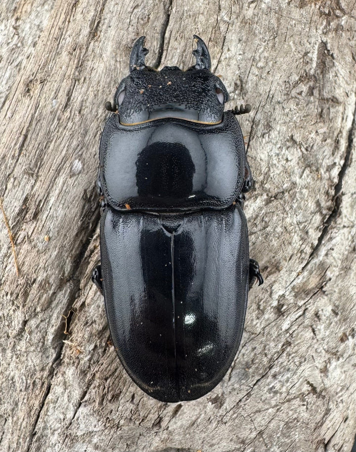 【赤目】《パラワンオオヒラタクワガタ レッドアイ 98mm ペア》