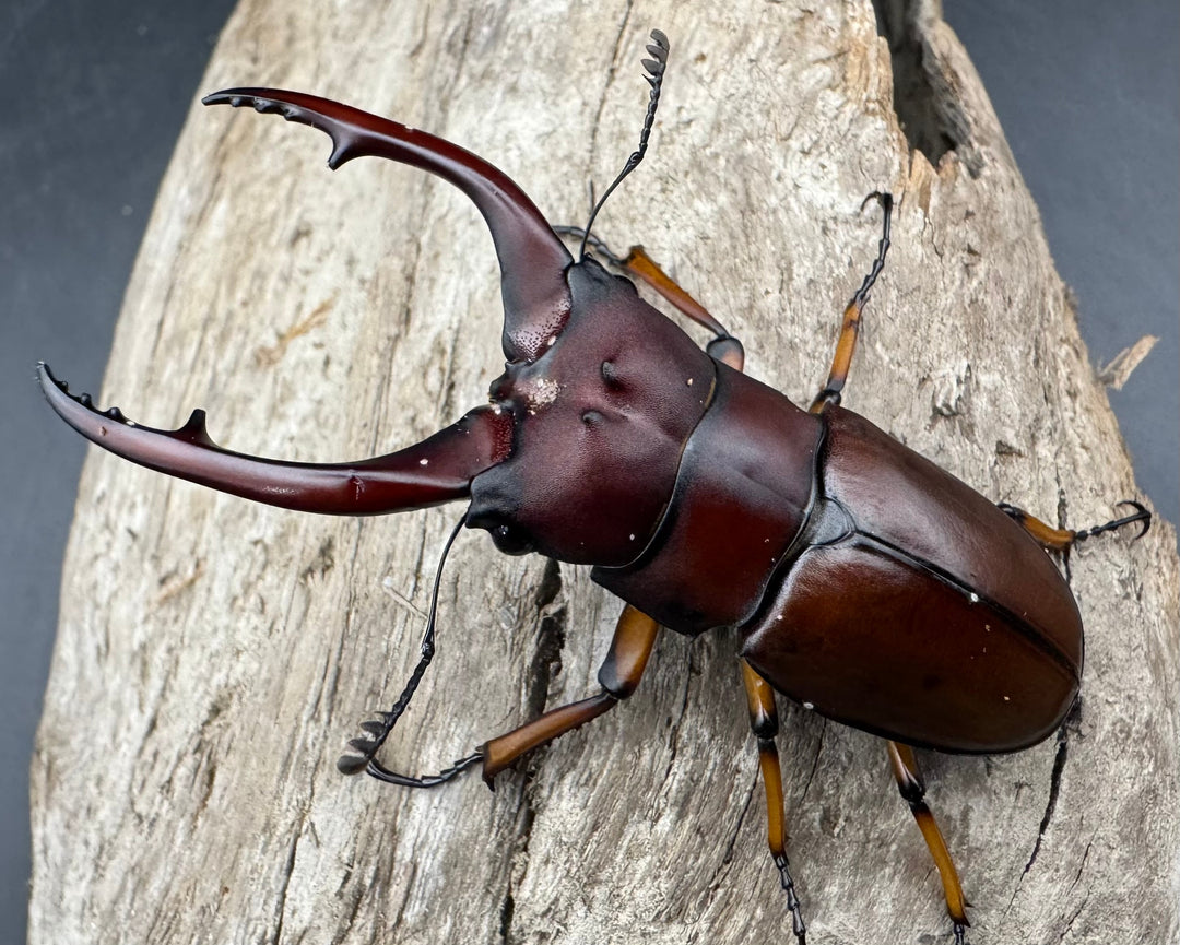 【WD】《アスタコイデスノコギリ ベンクール産 62mm ペア》