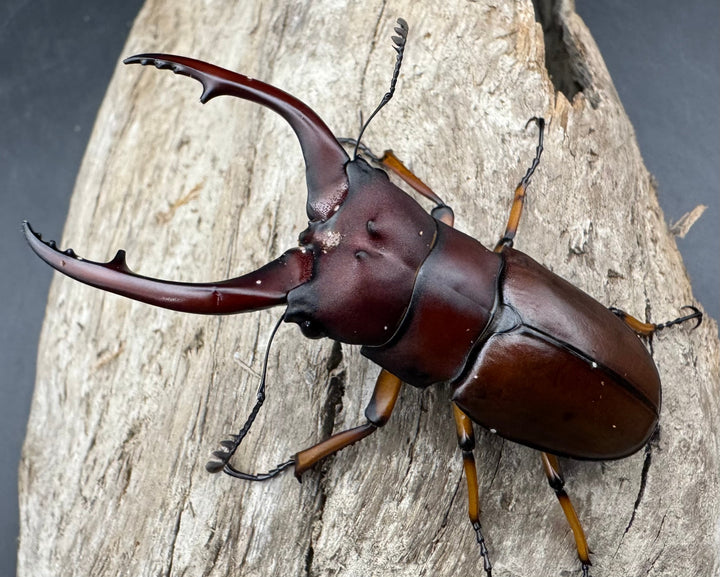 【WD】《アスタコイデスノコギリ ベンクール産 62mm ペア》