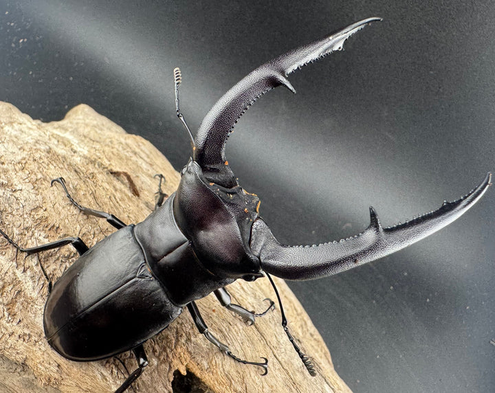 【WD】《マンディブラリスフタマタ 101mm ペア》