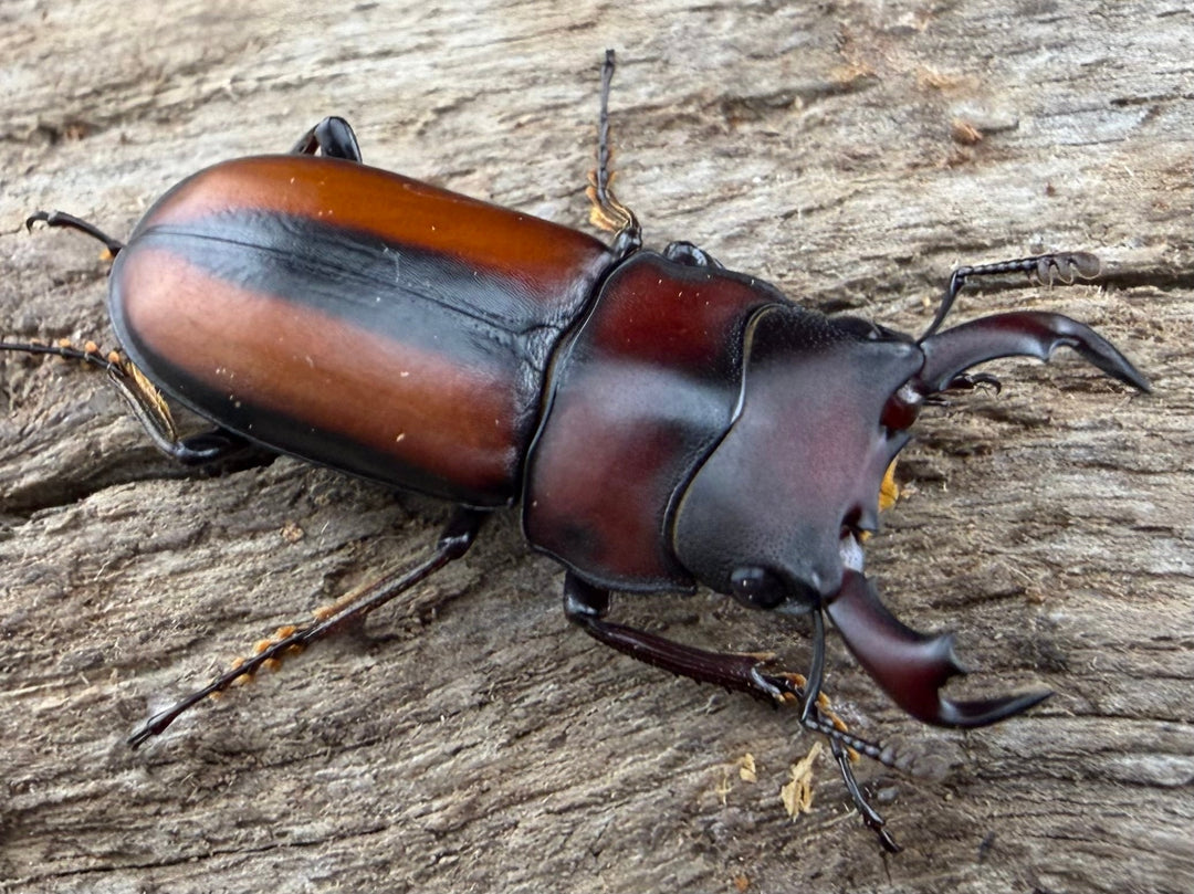 【WD】《エレガントゥルスコクワ原名亜種 22mm ペア》